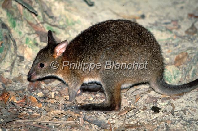 wallaby 2.JPG - WallabyMarsupialia, MacropodidaeThe Rainforest Habitat Wildlife SanctuaryPort DouglasQueenslandAustralie